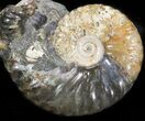 Hoploscaphites Ammonite - South Dakota #44042-1